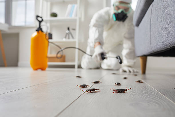 Post-Treatment Bed Bug Interceptor Monitoring in Murray